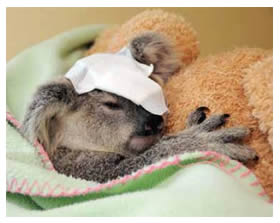 Injured koala